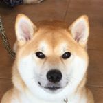 @shibainu.gaku