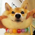 @shiba_charmy