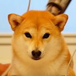 @the_shiba_mogu
